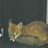 Ein Fuchs im Rollstuhl