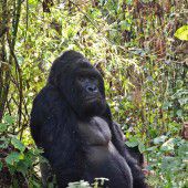 Östlicher Gorilla vom Aussterben bedroht