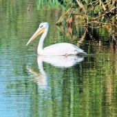Ein seltener Gast am Bodensee