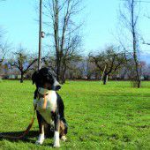 Frettchenpaar sucht Frettchenparadies