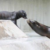 Seelöwe schmust mit der Mama