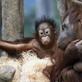 Aufgeweckter Orang-Utan-Nachwuchs