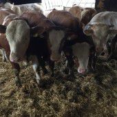 „Tierwohl mit viel Einstreu rechnet sich“
