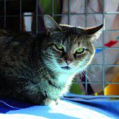 Drei Katzen, ein Hund suchen liebe Menschen
