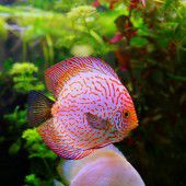 „So stŏht dr Tisch, so schwimmt dr Fisch; …“
