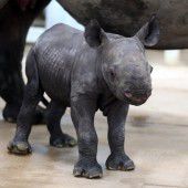 Kleines Spitzmaulnashorn