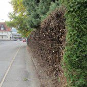 Bürgerforum: Hecke radikal zurückgeschnitten