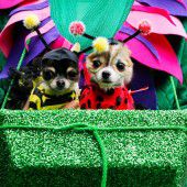Hundeparade in New York