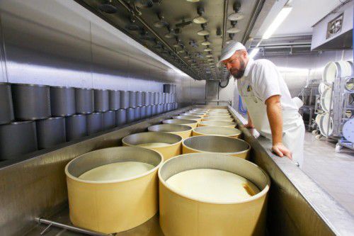 17 Laibe Käse werden täglich produziert. Foto: VN/Hofmeister