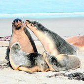 Naturschutz für die Seelöwen