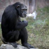 Rauchender Affe sorgt für Besucheransturm