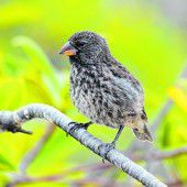 Die Galapagosinseln ­inspirierten Darwin