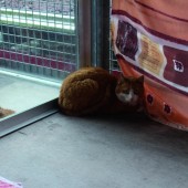 Tierschutzheim sucht tierliebende Sammler