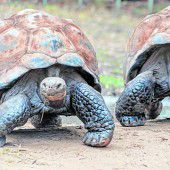 Imposante Schildkröten