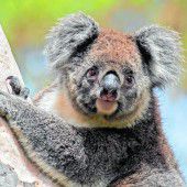 Eukalyptus für die Koalas