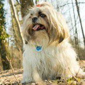 Hundehalter ärgern sich
