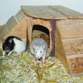 Meerschweinchenpaar will zusammenbleiben