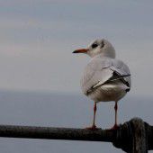 Entwarnung bei der Vogelgrippe