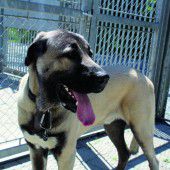 Vier Hunde brauchen liebevolle Menschen