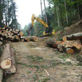 Steinschlagsicherung in Lochau Süd gestartet