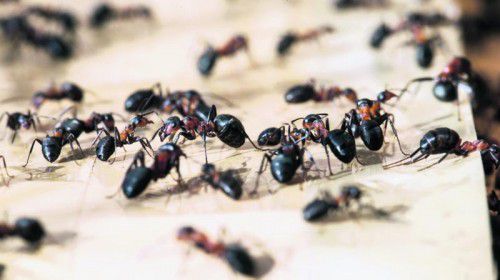 Die Ameisen auf den Fidschi-Inseln haben eine besondere Symbiose-Form entwickelt. Foto: APA