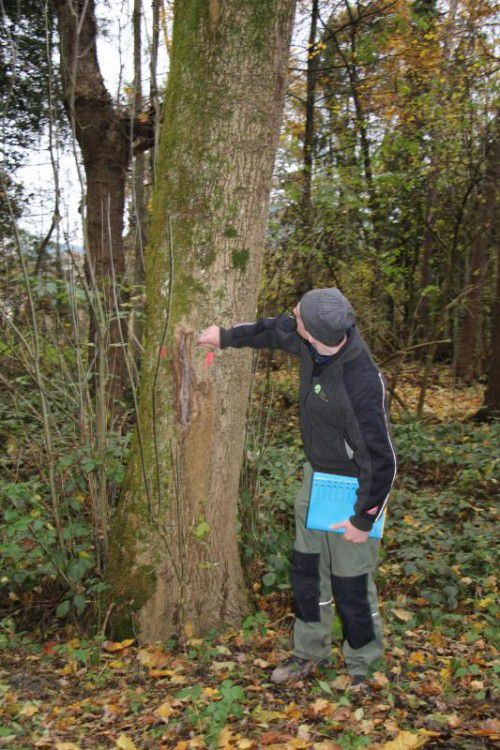 Die betroffenen Bäume werden markiert. Foto: HE