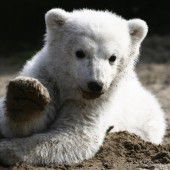 Eisbären-Zwillinge in Berlin sind wohlauf
