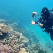 Korallensterben wie nie im Great Barrier Reef