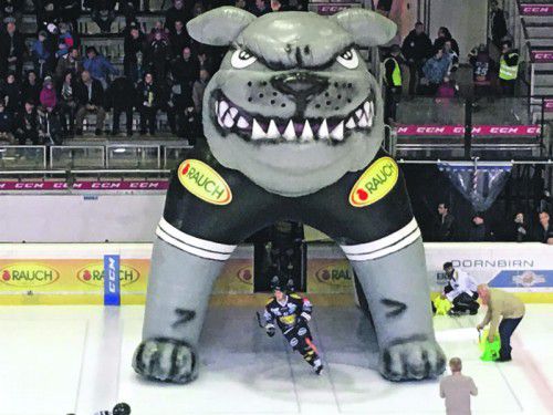 Die Zähne zeigen, so wie das neue große Einlauf-Maskottchen, müssen die Bulldogs heute gegen Villach. Foto: ko
