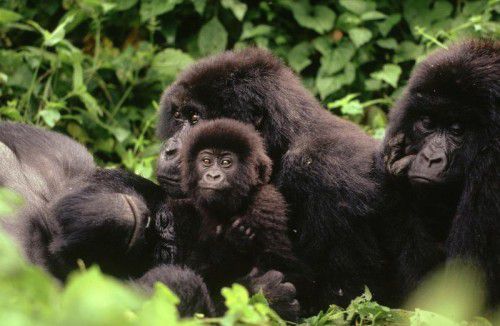 Schätzungsweise 1000 Berggorillas leben noch in geschützten Gebieten im Osten der Demokratischen Republik Kongo und in den Nachbarländern Ruanda und Uganda.  dpa
