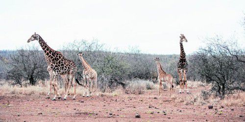 Gleich drei Nationalparks kann man in Tansania von der Drehscheibe Arusha aus besuchen. Foto: Rhomberg
