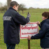 Vogelgrippe breitet sich aus