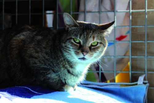 Liebe Menschen brauchen Katze Mikada (l. o.), Rüde Figo (r. o.), Riesenkaninchen Lisa (l. u.) und die Farbratten Melody und Mila (r. u.).