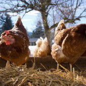 Sorge wegen der Vogelgrippe