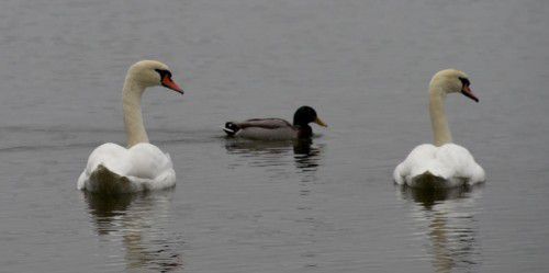Vor allem Wasservögel sind gefährdet. Foto:dpa