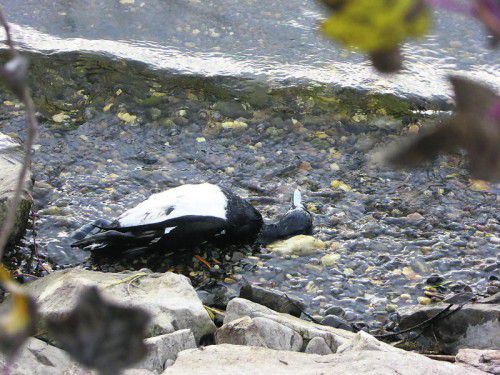 Noch immer werden auf Vorarlberger Seite des Bodensees tote Wildvögel angeschwemmt. Foto: Niederer