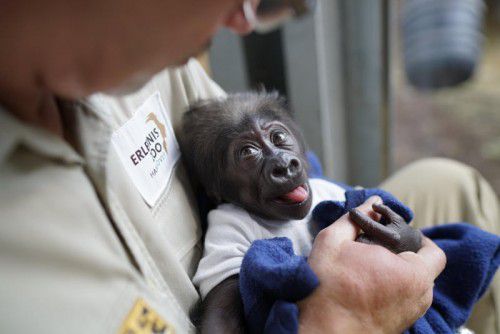 Weil die Gorillamutter ihren Nachwuchs ablehnt, muss ein Pfleger als Ersatzmama einspringen. Zoo Hannover
