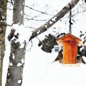 Der richtige Platz für ein Vogelhaus