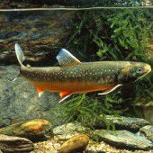 Der Seesaibling ist Fisch des Jahres 2017
