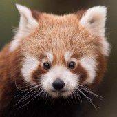 Nachwuchs bei den Roten Pandas