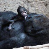 Bei den Gorillas gibt es Nachwuchs
