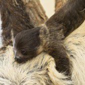 Mamas Bauch als Hängematte