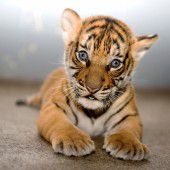 Süßes Tigerbaby