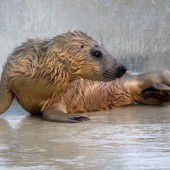 Seehundstation päppelt Heuler auf