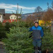O Tannenbaum, wie grün sind deine Nadelblätter