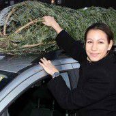 Der Christbaum im oder auf dem Auto
