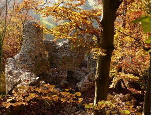 Bis März finden auf dem Schlosshügel der Ruine Neuburg wieder Forstarbeiten statt. Foto: mima