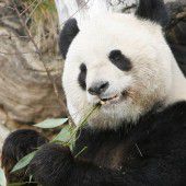 Panda Long Hui verstorben