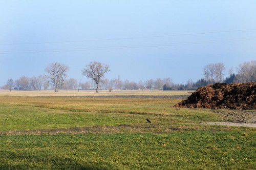 Das Rinnsal zwischen Höchst und Gaißau - Überlauf im Bereich beim ,,Eselschwanz“. Foto: ajk