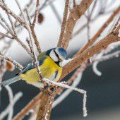 Wintervögel ins Visier genommen